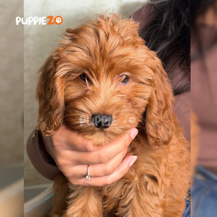 golden-doodle-puppies-for-sale