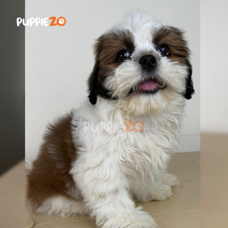 shih-tzu-puppies-for-sale