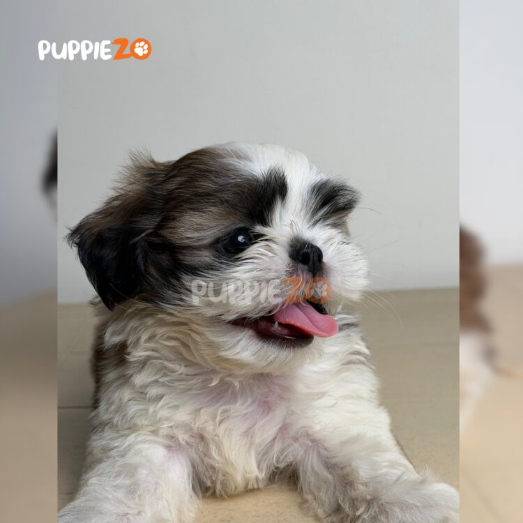 shih-tzu-puppies-for-sale