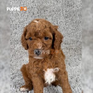 golden-doodle-puppies-for-sale