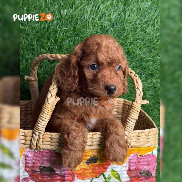 golden-doodle-puppies-for-sale