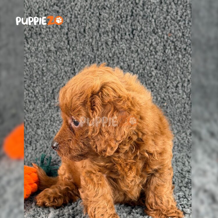 poodle-puppies-for-sale
