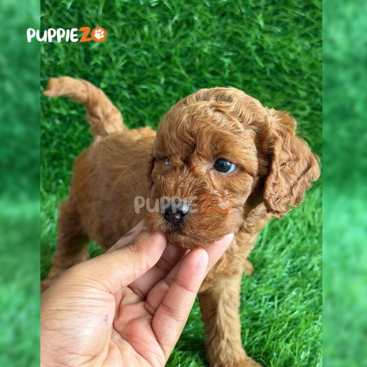 golden-doodle-puppies-for-sale