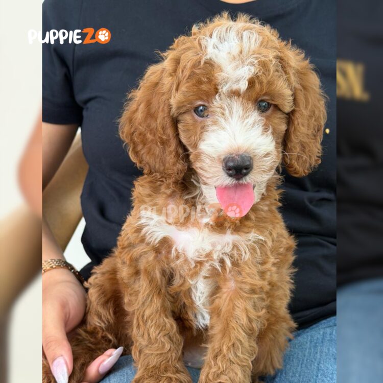 poodle-puppies-for-sale