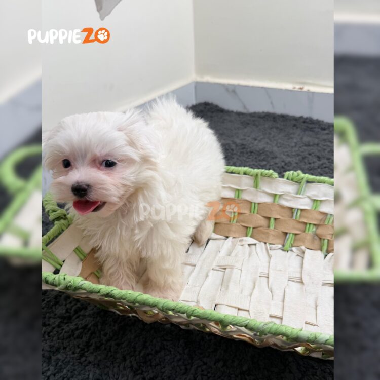 maltese-puppies-for-sale
