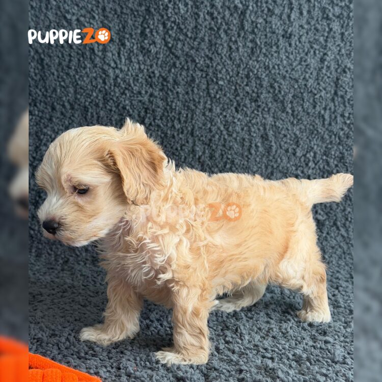 maltipoo-puppies-for-sale