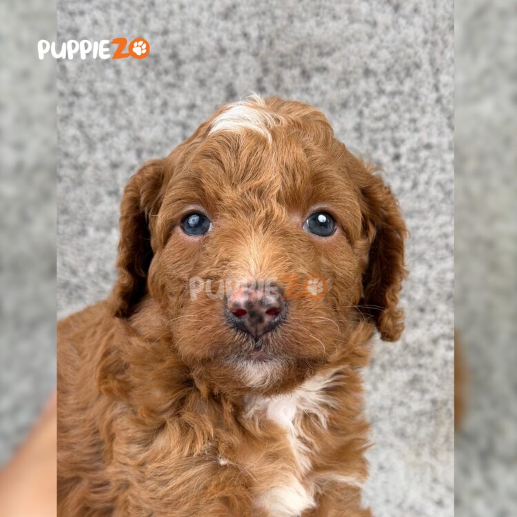 golden-doodle-puppies-for-sale