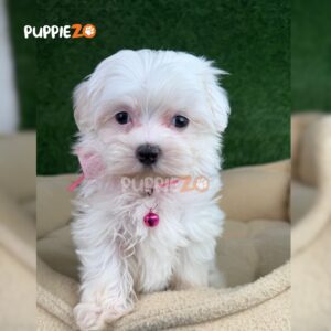 maltese-puppies-for-sale