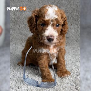 golden-doodle-puppies-for-sale