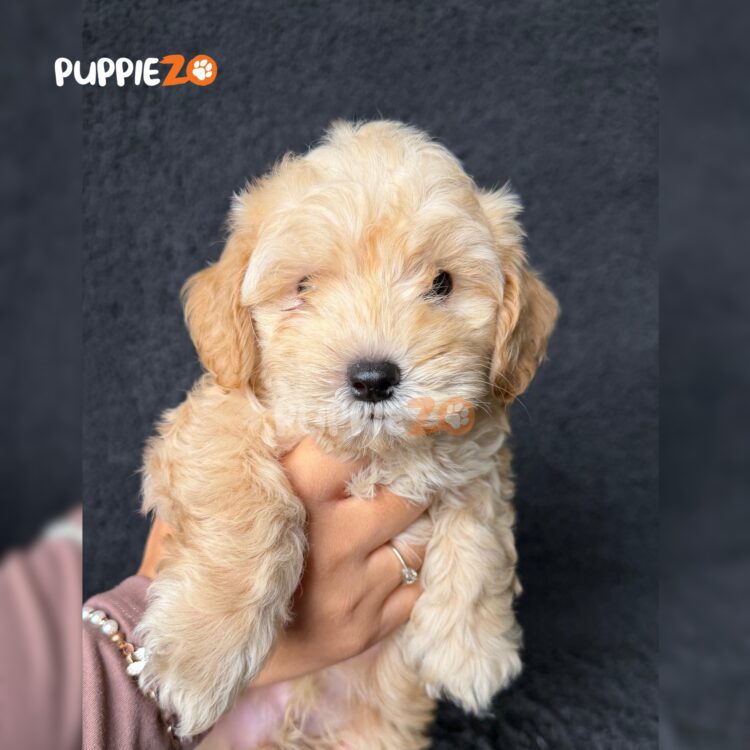 maltipoo-puppies-for-sale