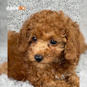 poodle-puppies-for-sale