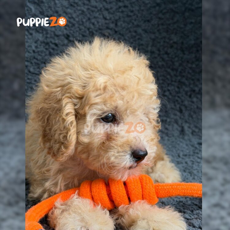 cavapoo-puppies-for-sale