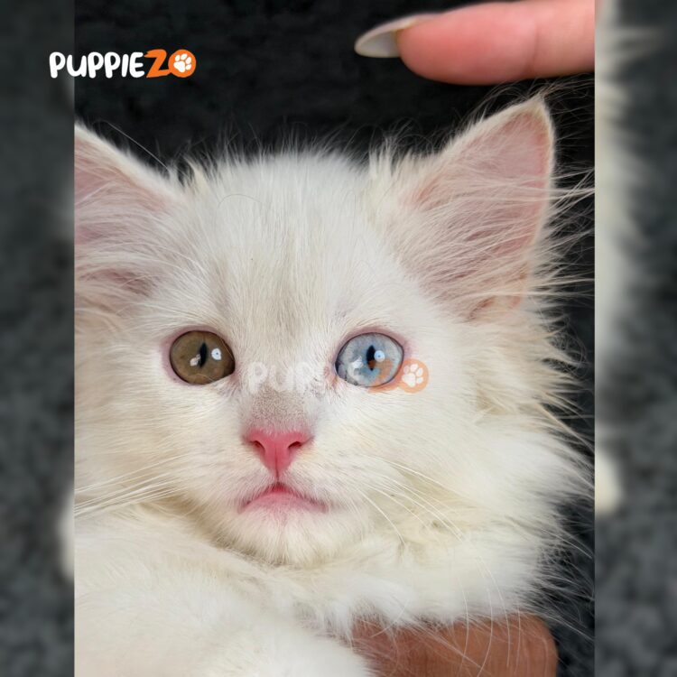 persian-cat-for-sale