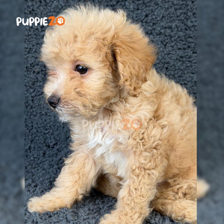 golden-doodle-puppies-for-sale