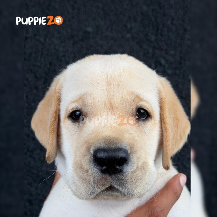 labrador-puppies-for-sale