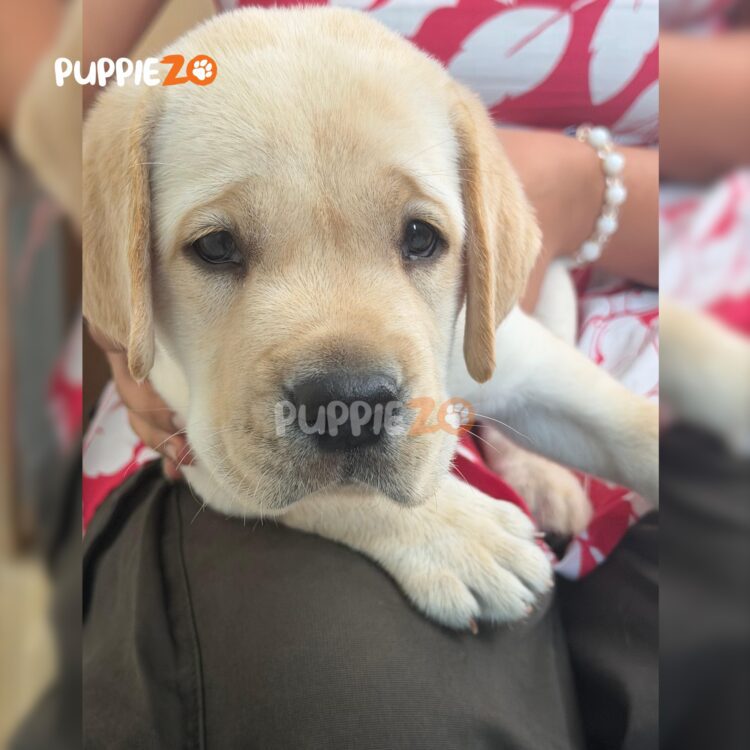 labrador-puppies-for-sale