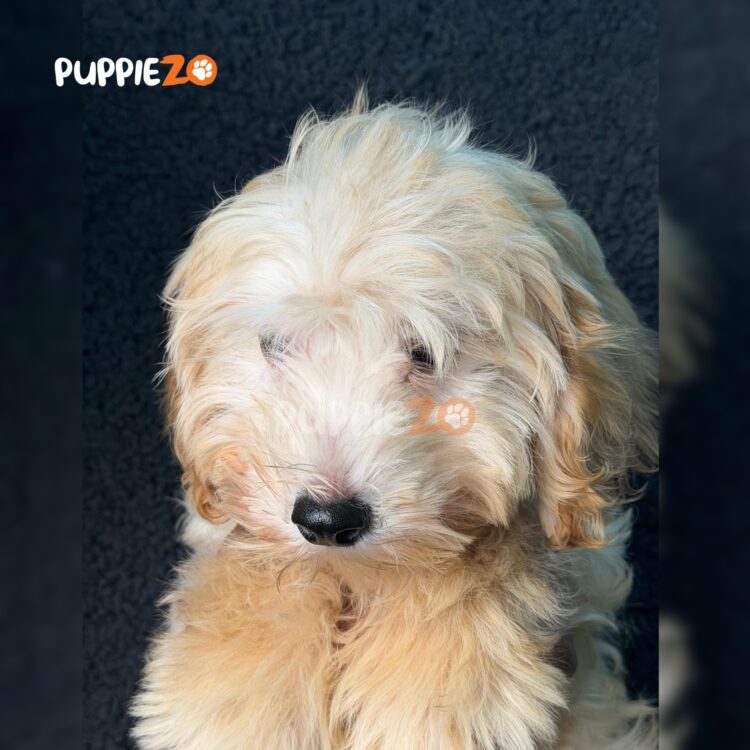 goldendoodle-puppies-for-sale