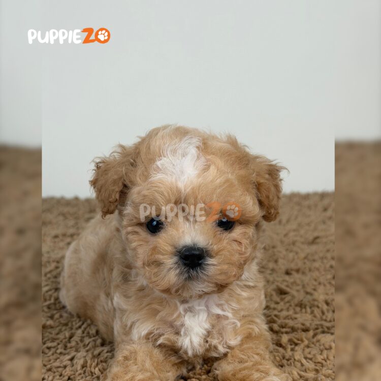 maltipoo-puppies-for-sale
