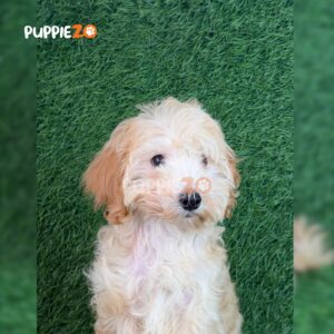 goldendoodle-puppies-for-sale
