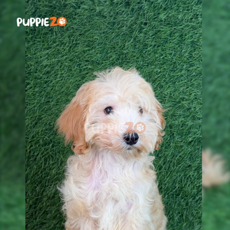 goldendoodle-puppies-for-sale