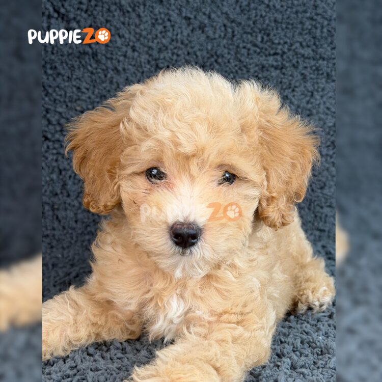 goldendoodle-puppies-for-sale