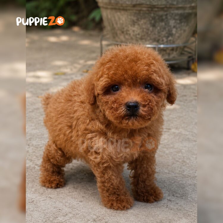 poodle-puppies-for-sale
