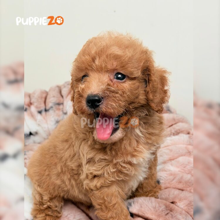 poodle-puppies-for-sale