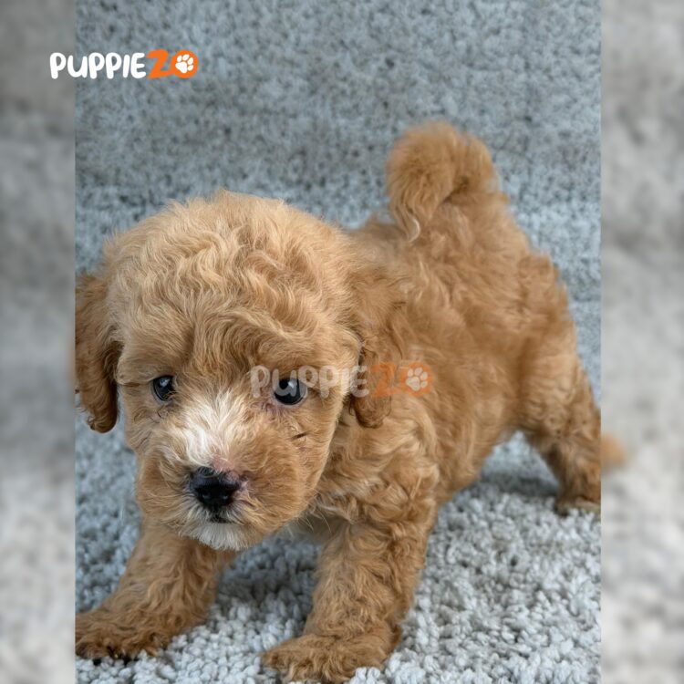 poodle-puppies-for-sale