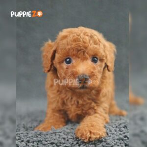poodle-puppies-for-sale