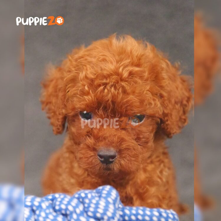 poodle-puppies-for-sale