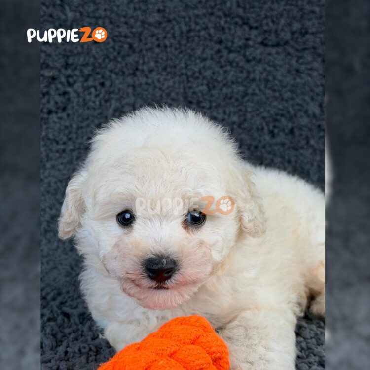 bichon-puppies-for-sale