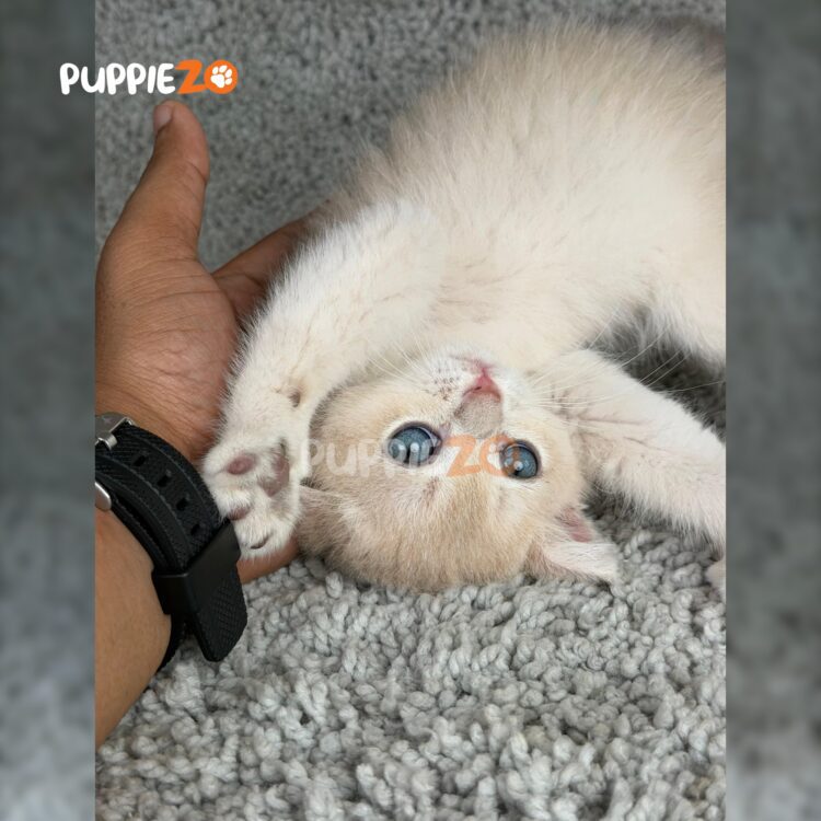 british-shorthair-cat-for-sale