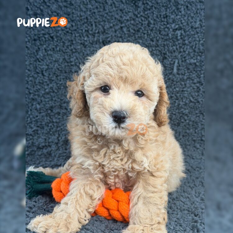 poodle-puppies-for-sale