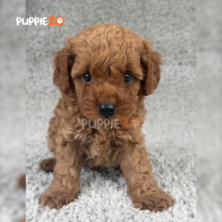 toy-poodle-puppies-for-sale