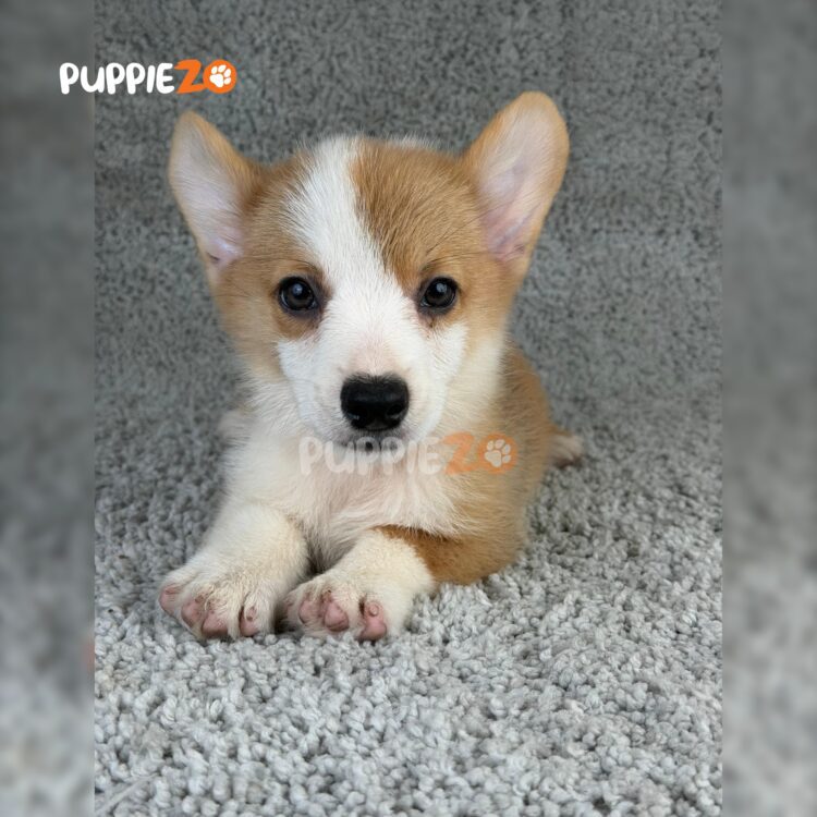 corgi-puppies-for-sale