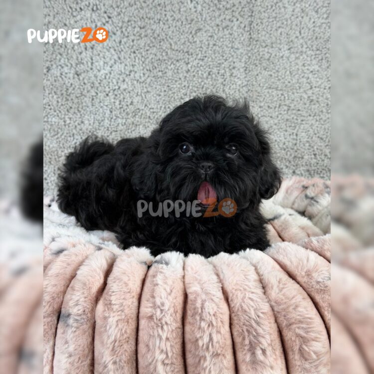 shih-tzu-puppies-for-sale