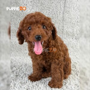 poodle-puppies-for-sale