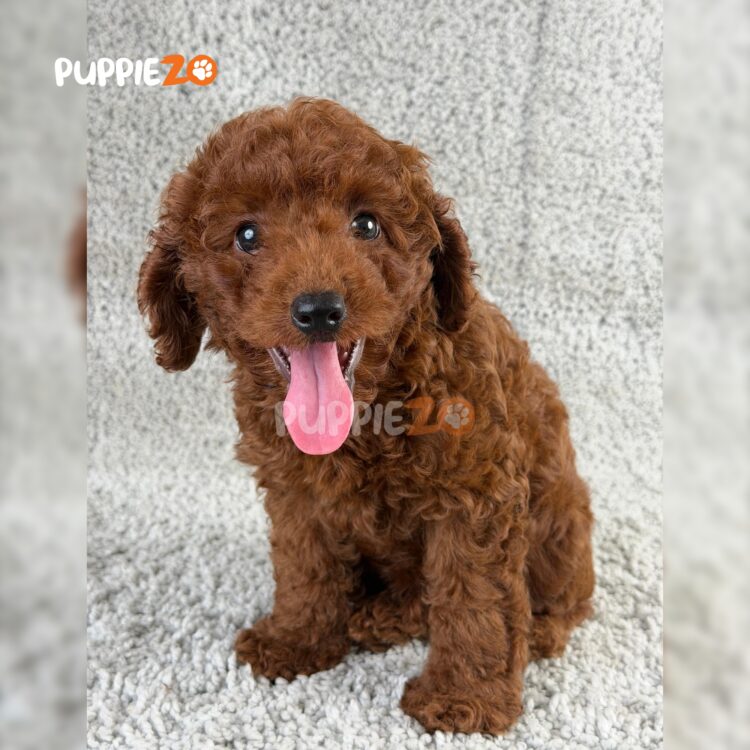poodle-puppies-for-sale