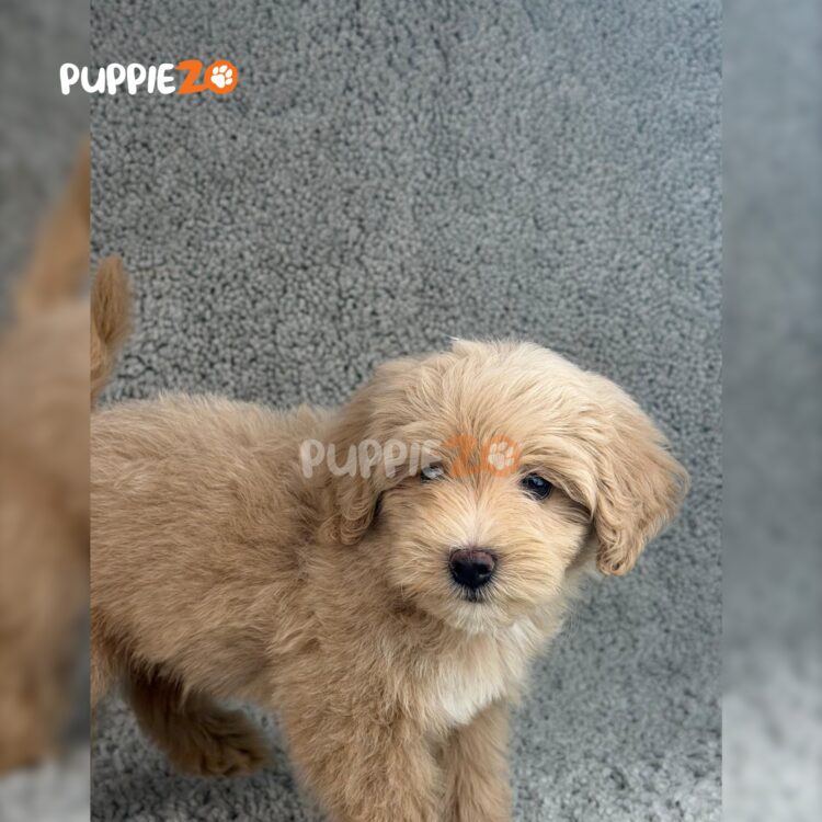 goldendoodle-puppies-for-sale