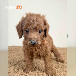 cavapoo-puppies-for-sale