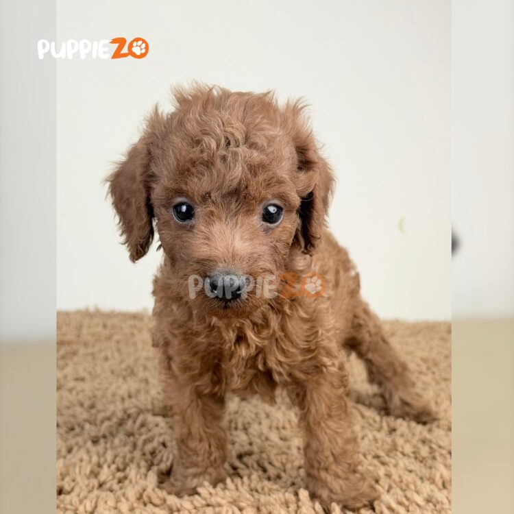 cavapoo-puppies-for-sale