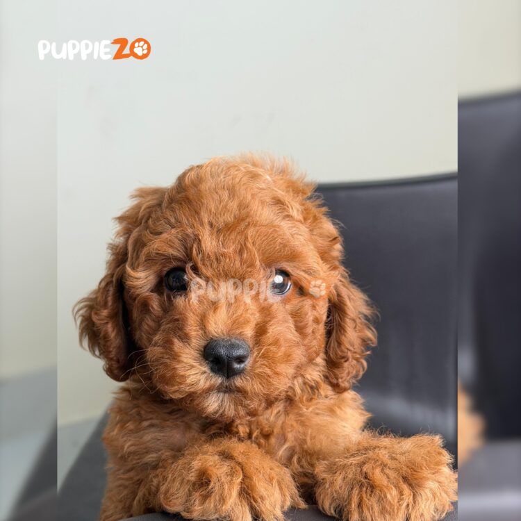 cavapoo-puppies-for-sale