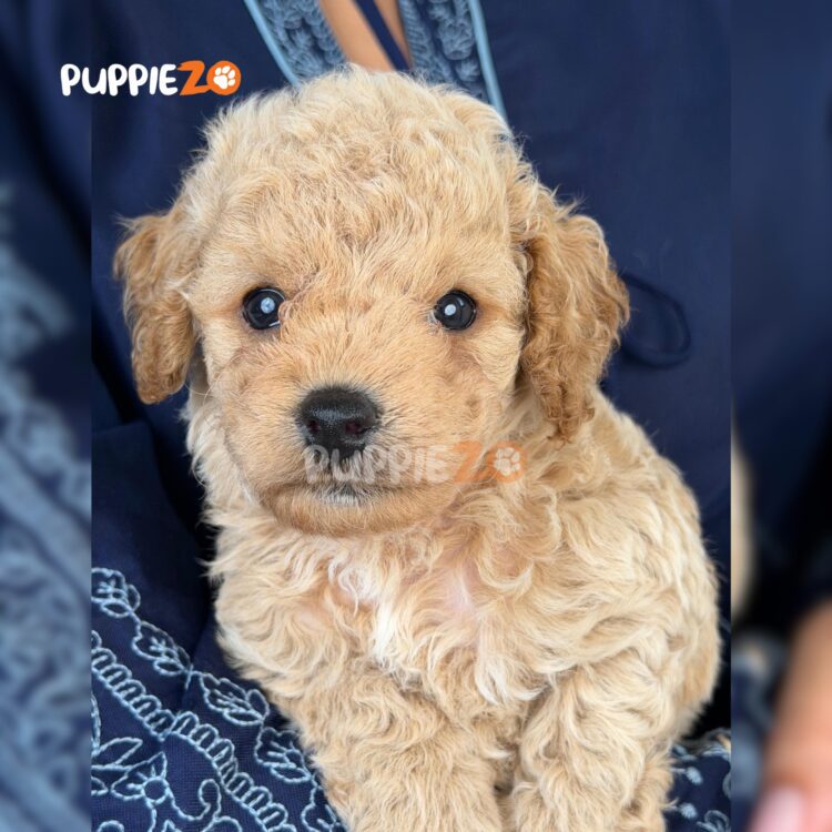 maltipoo-puppies-for-sale