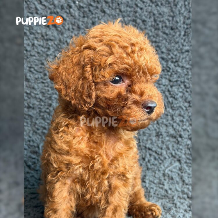 mini-poodle-puppies-for-sale
