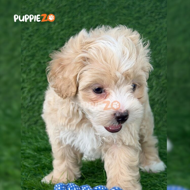 maltipoo-puppies-for-sale