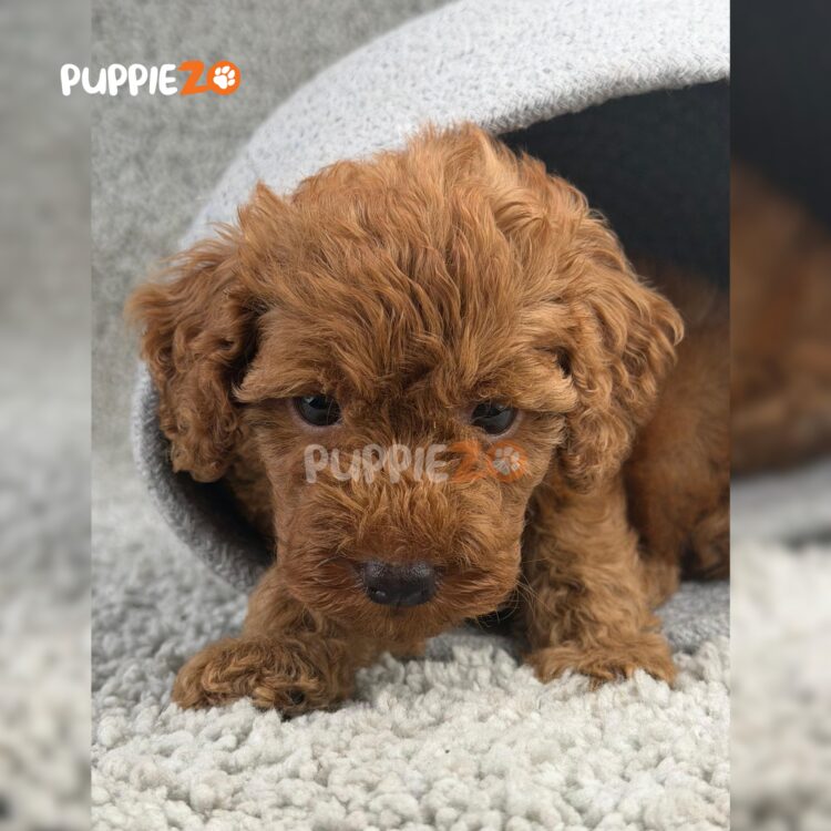 poodle-puppies-for-sale
