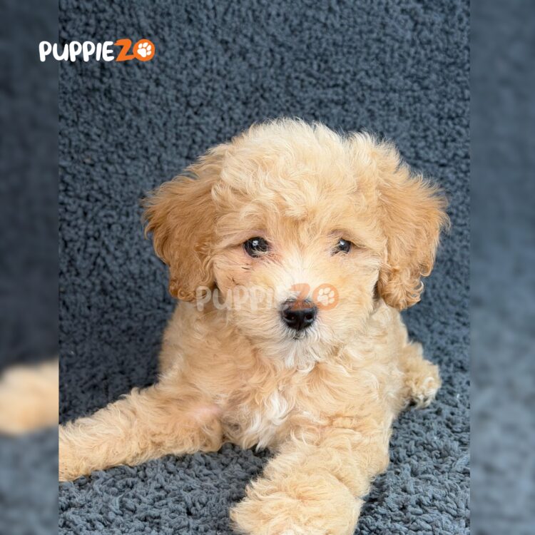goldendoodle-puppies-for-sale