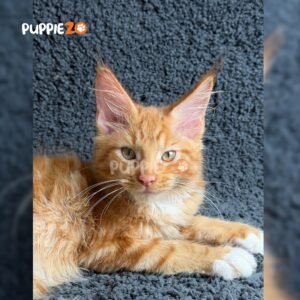 mainecoon-cat-for-sale