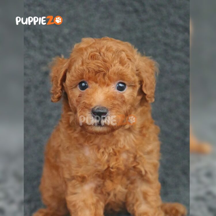 poodle-puppies-for-sale