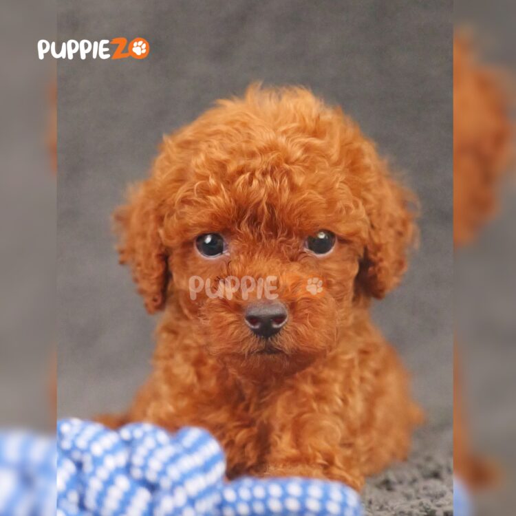 poodle-puppies-for-sale